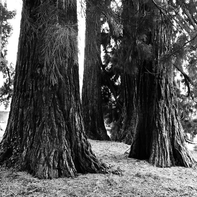Photo de sequoias géants #séquoias#ancrage#nature#reliance#Genève